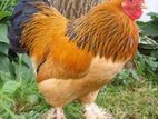 Brahma Chickens