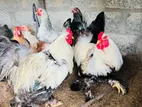 Brahma Chicken