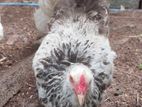 brahma chicken
