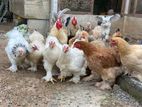 Brahma Chicken