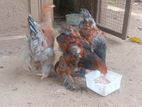 Brahma chicken
