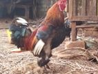 Brahma Chicken
