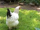 Brahma Chicken