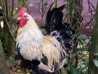 Brahma Chicken