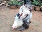 Brahma Chicken