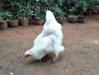 Brahma Chicken