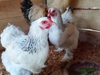 Brahma Chickens