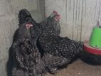 Brahma Chicken