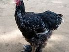 Brahma Chicken
