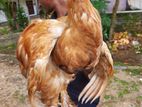 Brahma Chicken