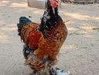 Brahma Chicken