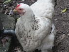 Brahma Chicken