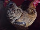 Brahma Chicken