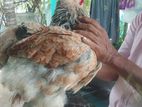 Brahma Chickens
