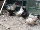 Brahma Chickens