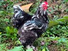Brahma Chickens
