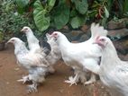 Brahma Chickens