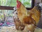 Brahma Chickens