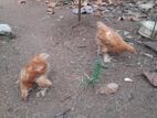 Brahma Chicks