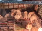 Brahma Chicks