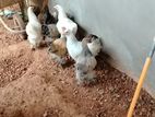 Brahma Chicks