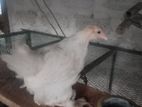 Brahma Chicks