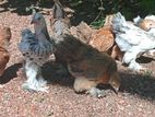 Brahma Chicks