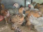 Brahma Chicks