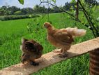 Brahma Chicks