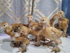 Brahma Chicks