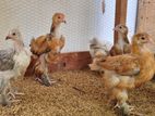 Brahma Chicks