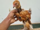 Brahma Chicks