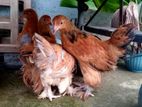 Brahma Chicken