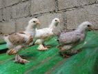 Brahma Chicks