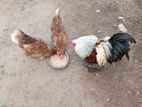 Brahma Chicken