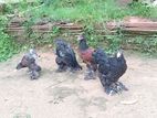 Brahma Chiks