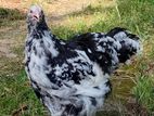 Brahma chiks