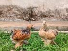 Brahma Chicks