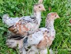 Brahma Chicks
