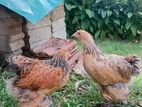 Brahma Chicks