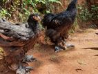 Brahma Chikens