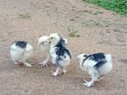 Brahma Chicks