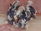 Brahma Chicks