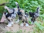 Brahma Chicks