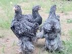 Brahma Chiks