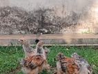 Brahma chiks