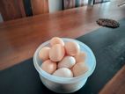 Brahma Cochin Hen Eggs