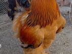 Brahma Cochin Hen Eggs