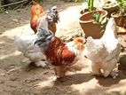 Brahma Chicken