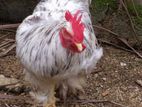 Brahma Cock